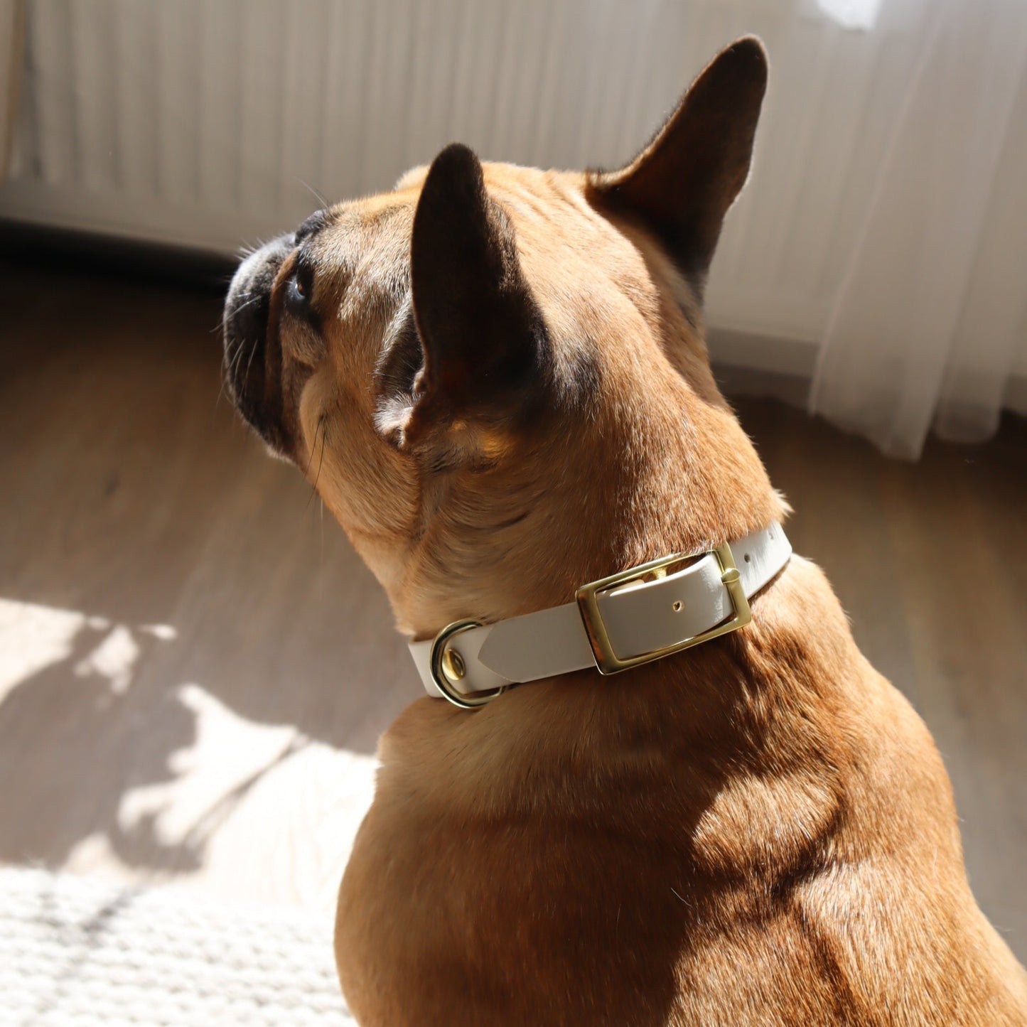 Waterproof Collar ─ Crème