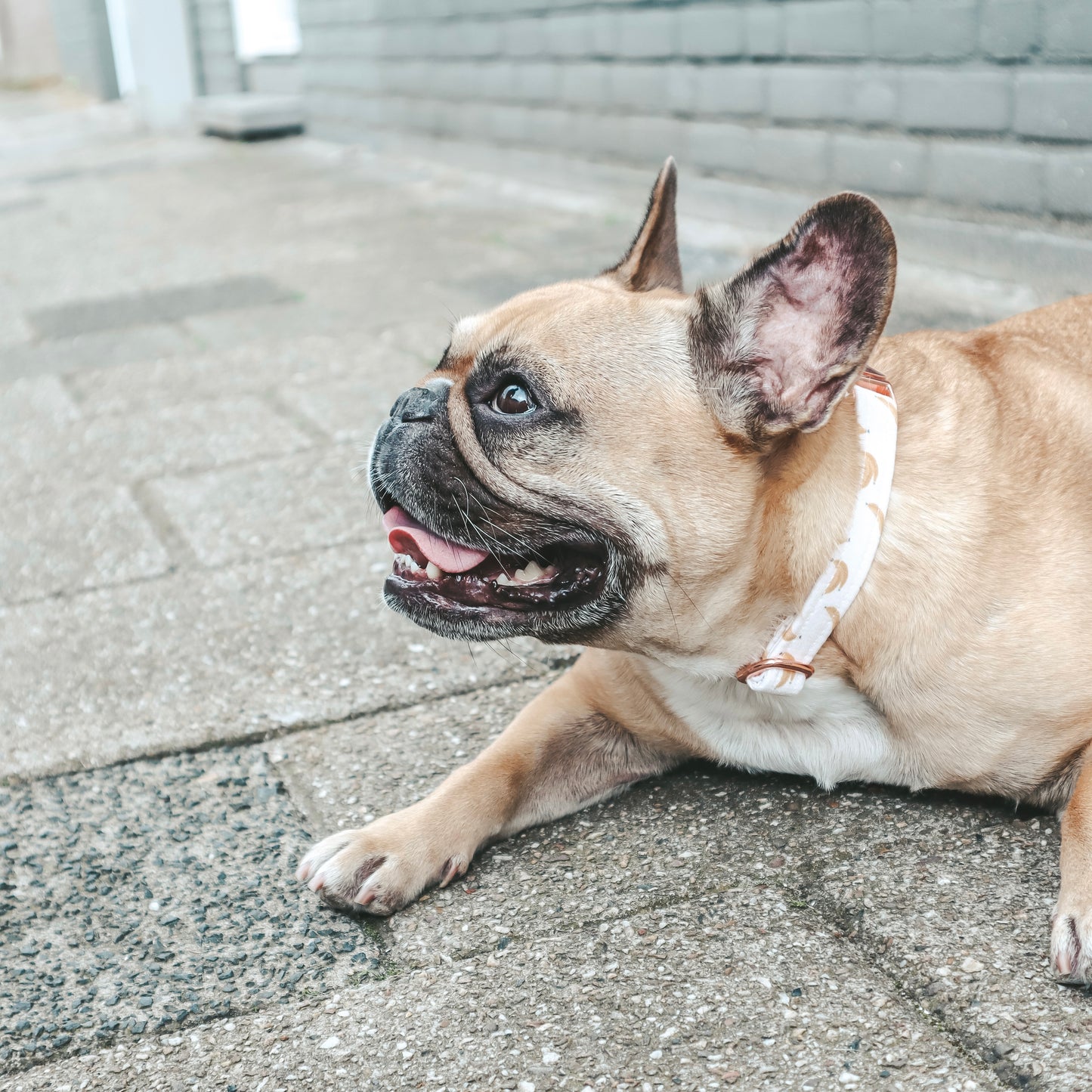 Handmade Sustainable Dog Collar Banana Pattern. French Bulldog