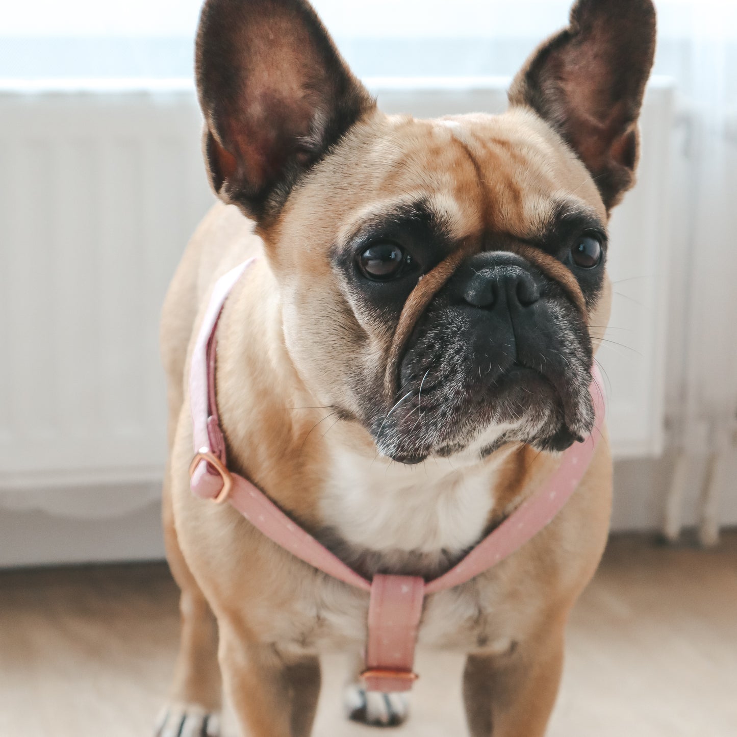 Step-In Harness ─ Sweetheart Blush
