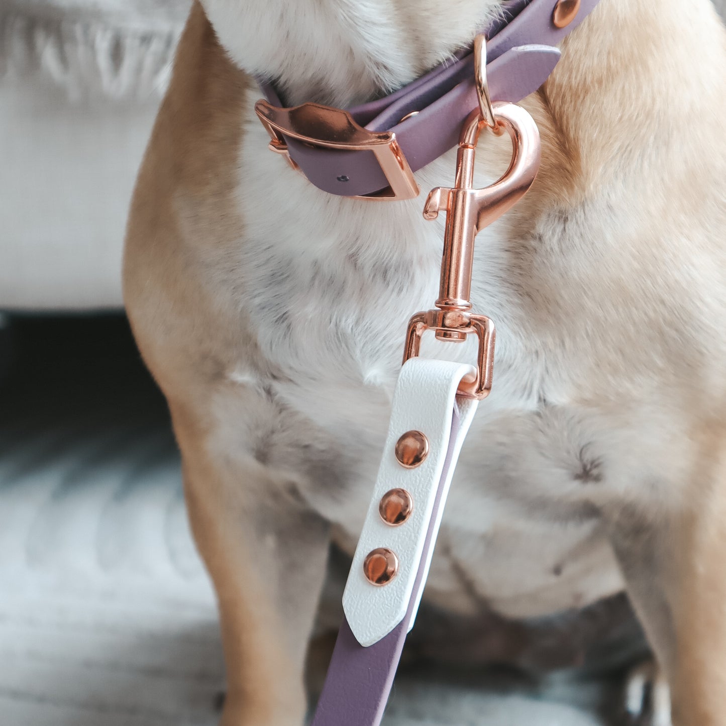 Waterproof Leash ─ Plum Smoothie
