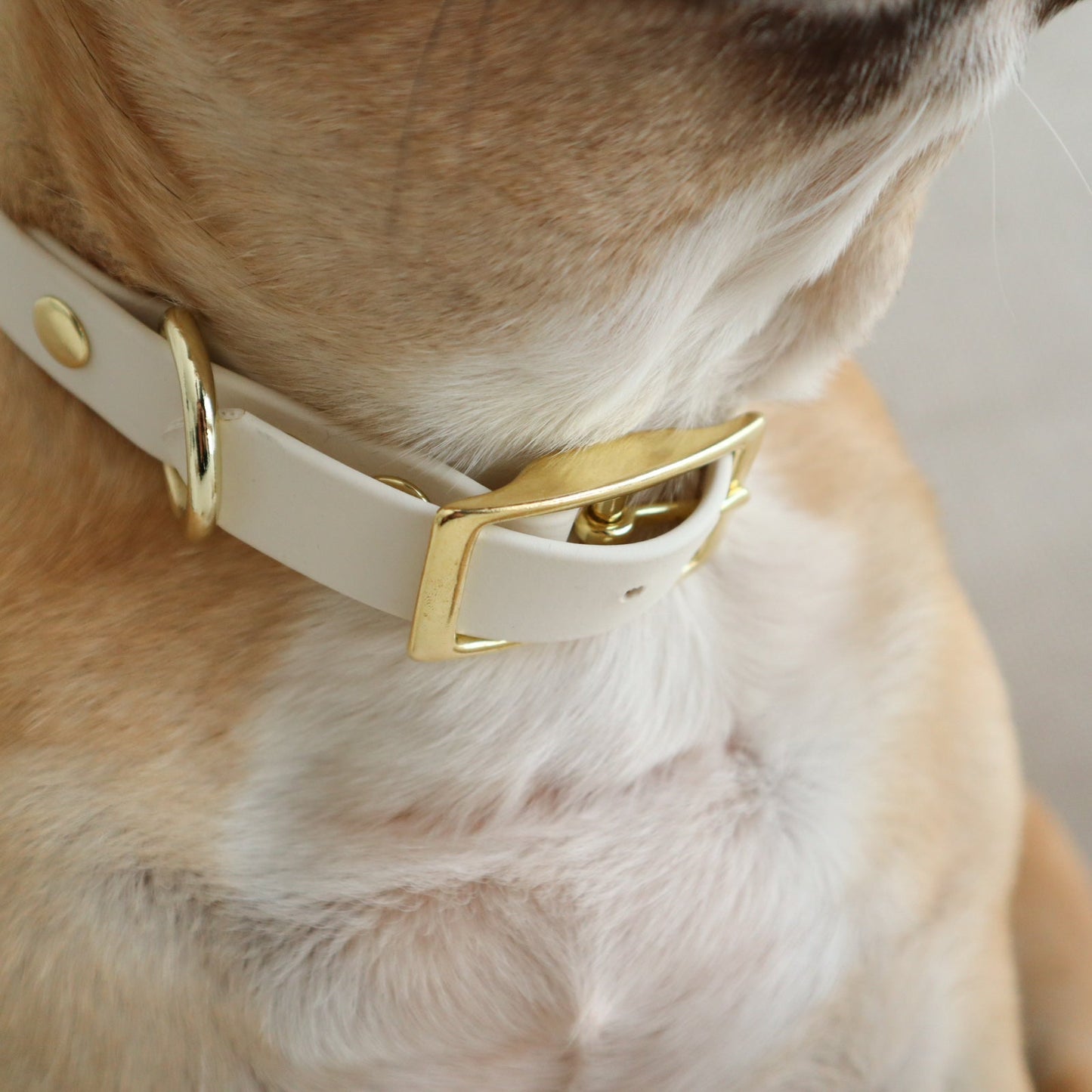 Waterproof Collar ─ Crème