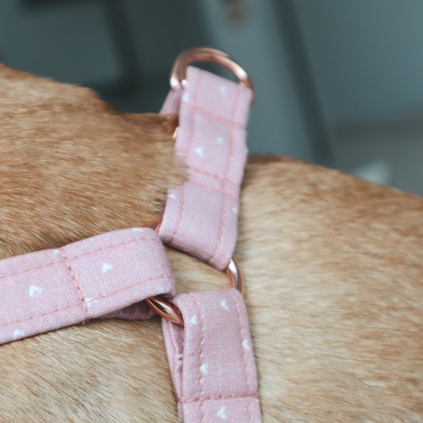 Step-In Harness ─ Sweetheart Blush