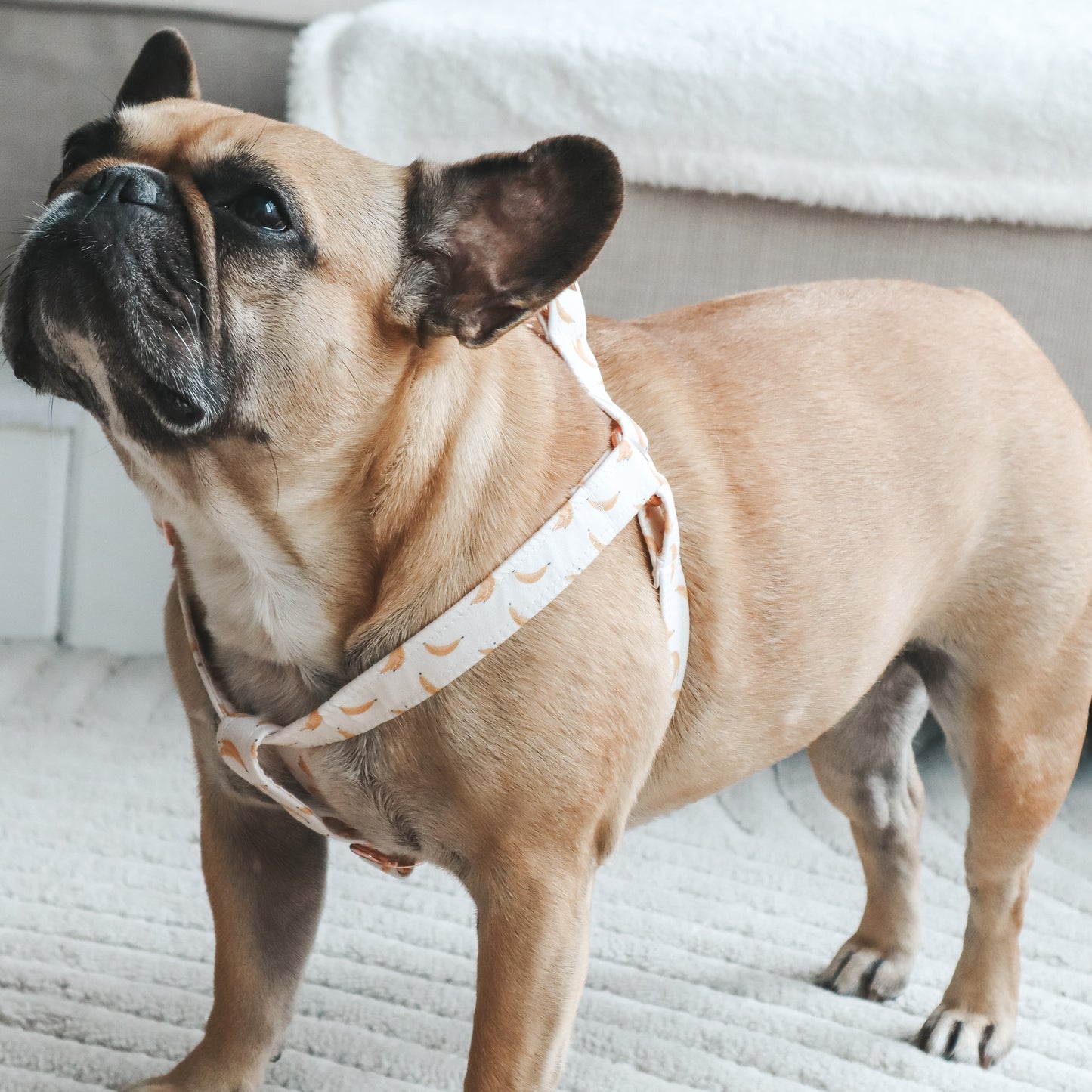 Step-In Harness ─ Bark-nana Beige