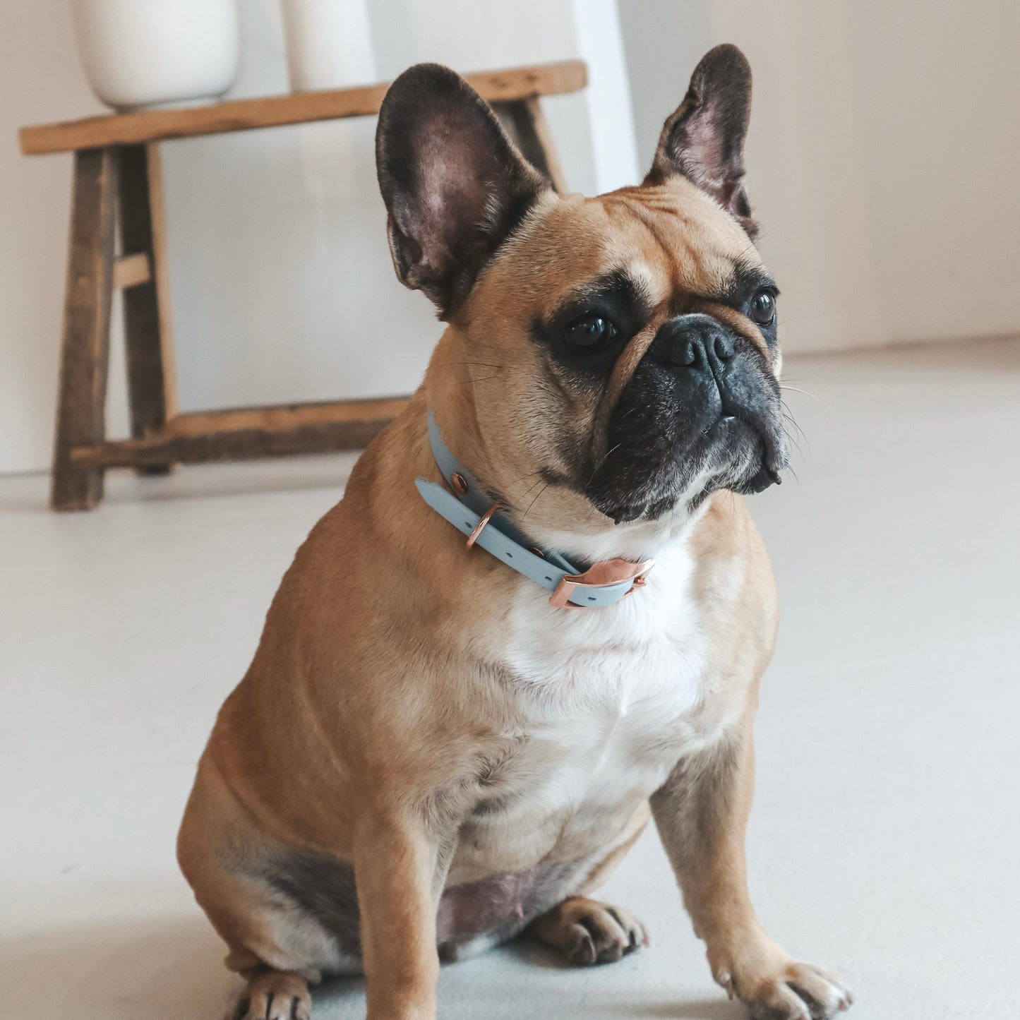 French Bulldog wearing a Handmade Waterproof Blue Pet Collar. Personalizable with pet's name