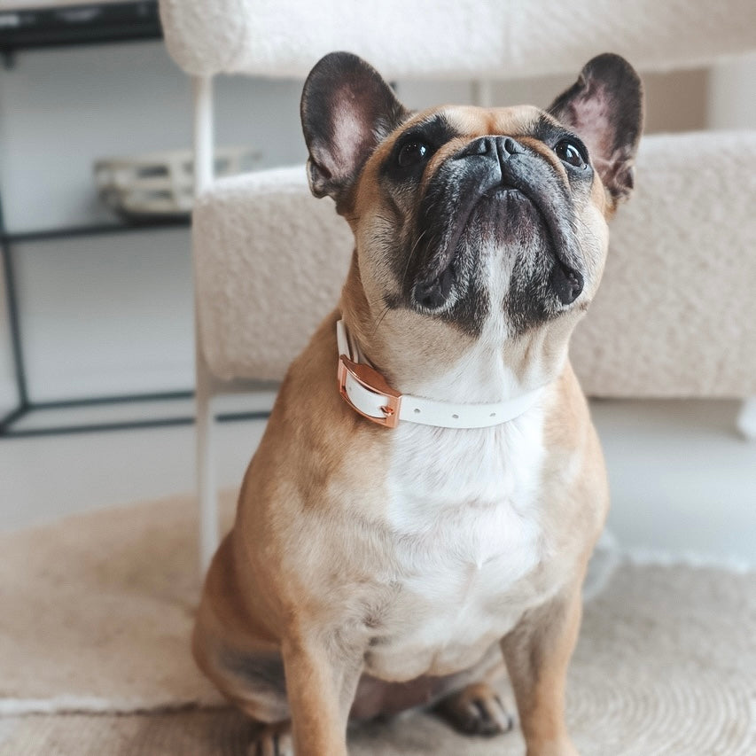 French Bulldog wearing a Handmade Waterproof White Pet Collar. Personalizable with pet's name 