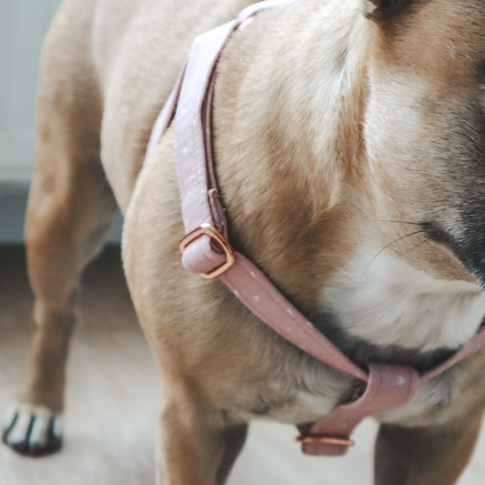 Step-In Harness ─ Sweetheart Blush
