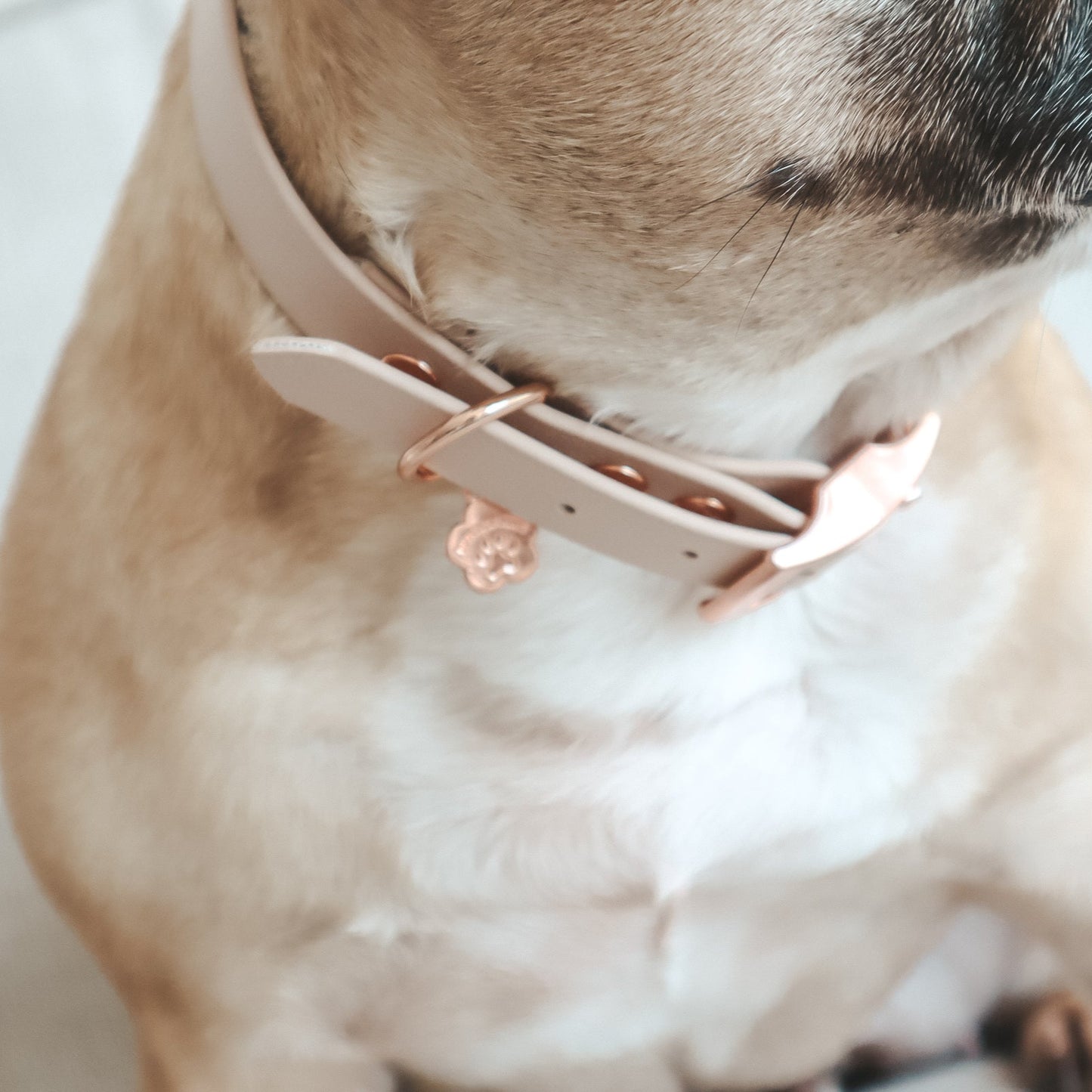 Waterproof Collar ─ Nude