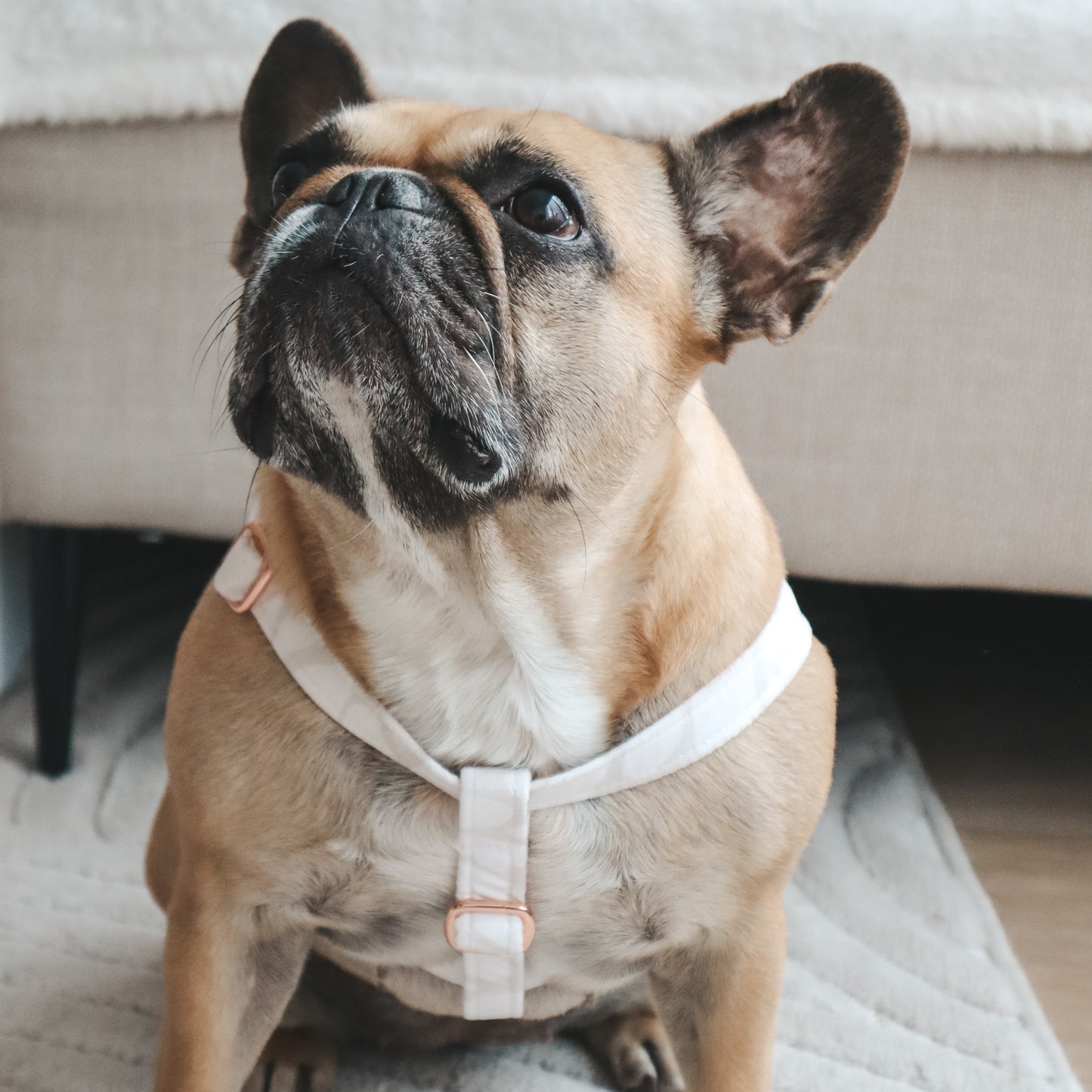 Step-In Harness ─ Geopaw Beige