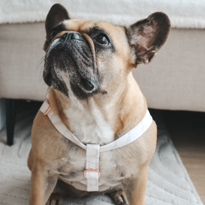 Step-In Harness ─ Geopaw Beige