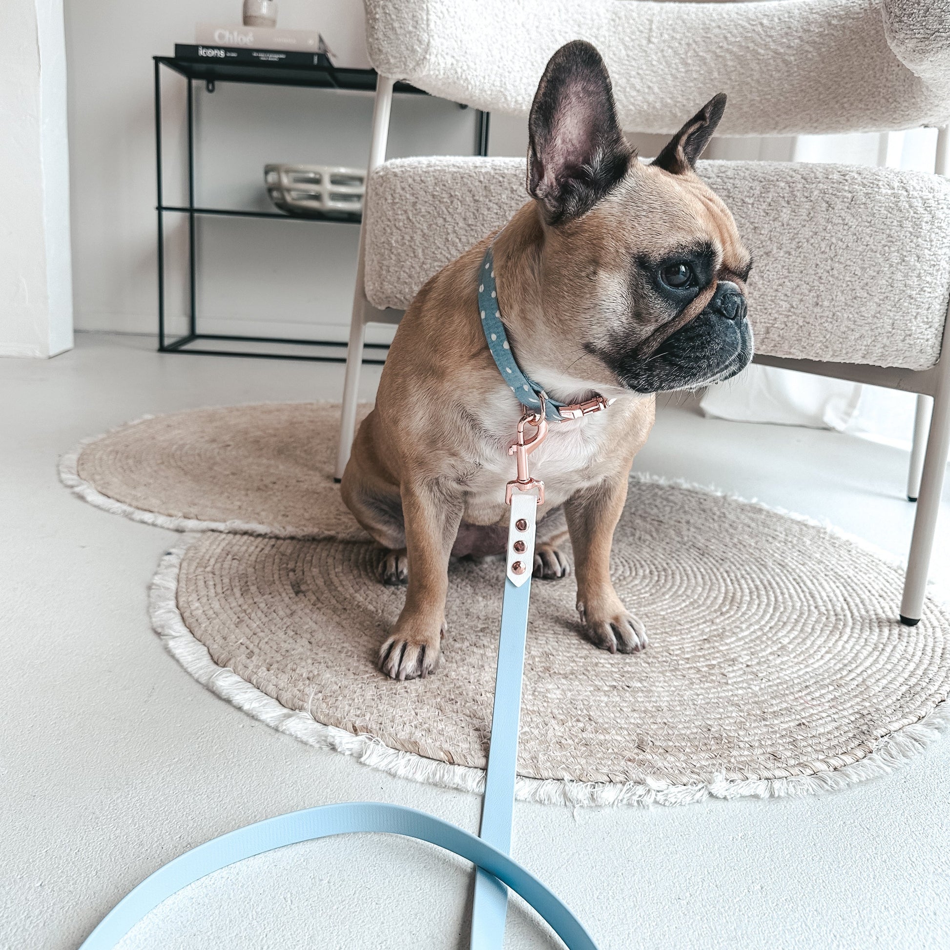 French Buldog wearing a Handmade Waterproof Blue&White Pet leash. Personalizable with pet's name 