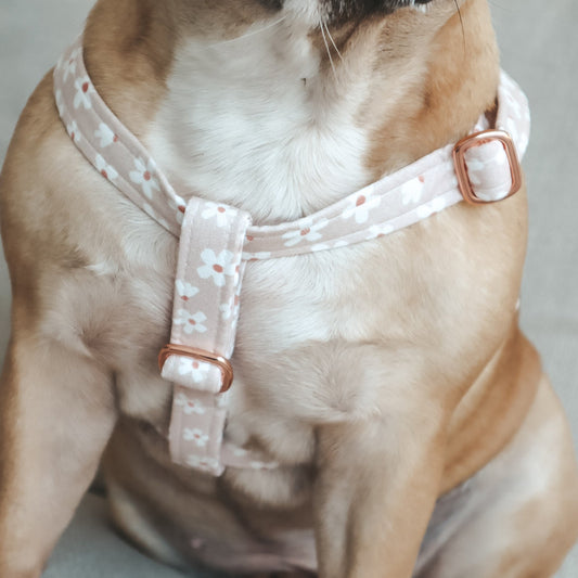Step-In Harness ─ Floral Eden