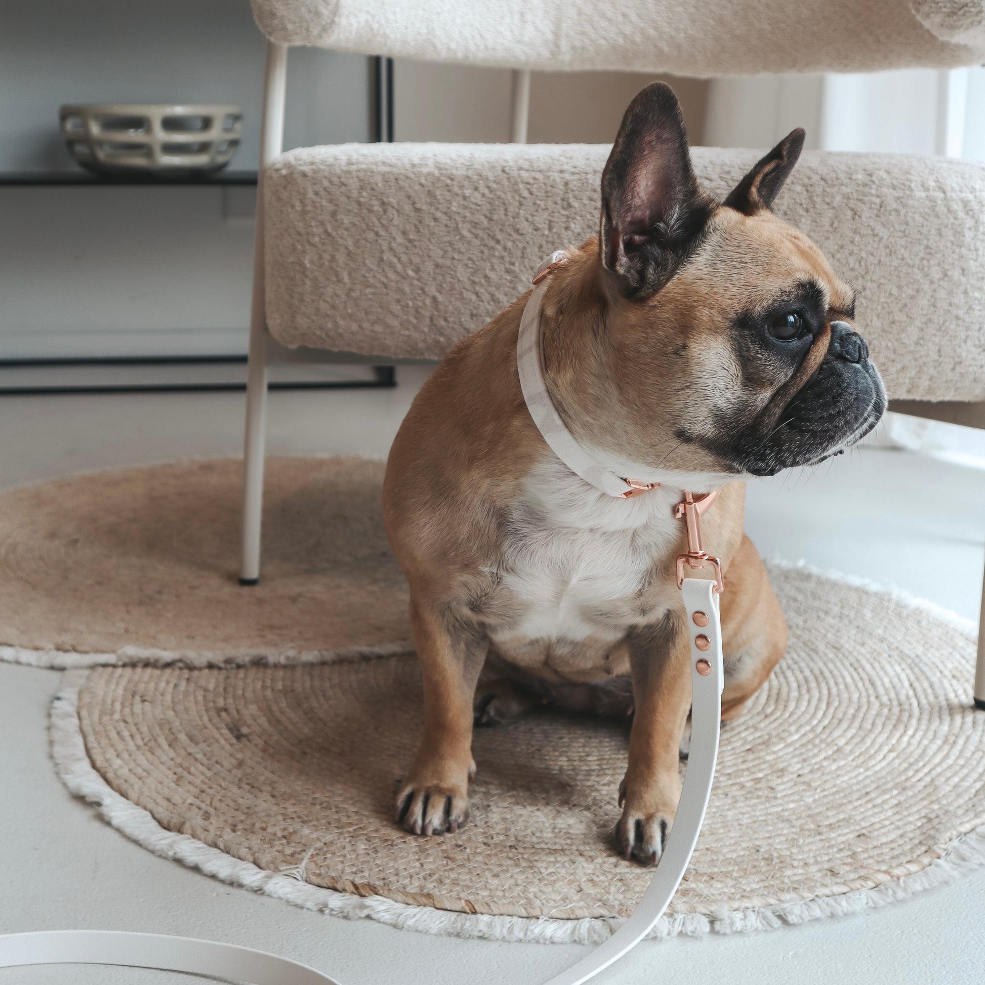 French Bulldog wearing a Handmade Aesthetic Beige Dog Collar with rose gold buckle