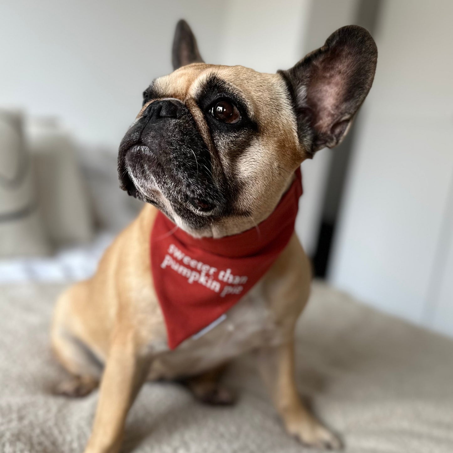 Custom Bandana ─ Burnt Orange