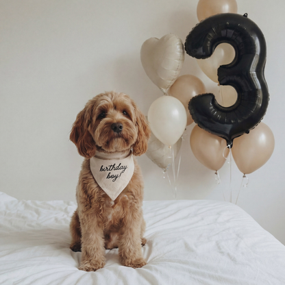 Dog wearing a 'birthday boy' bandana with balloons including a number three balloon on a white background
