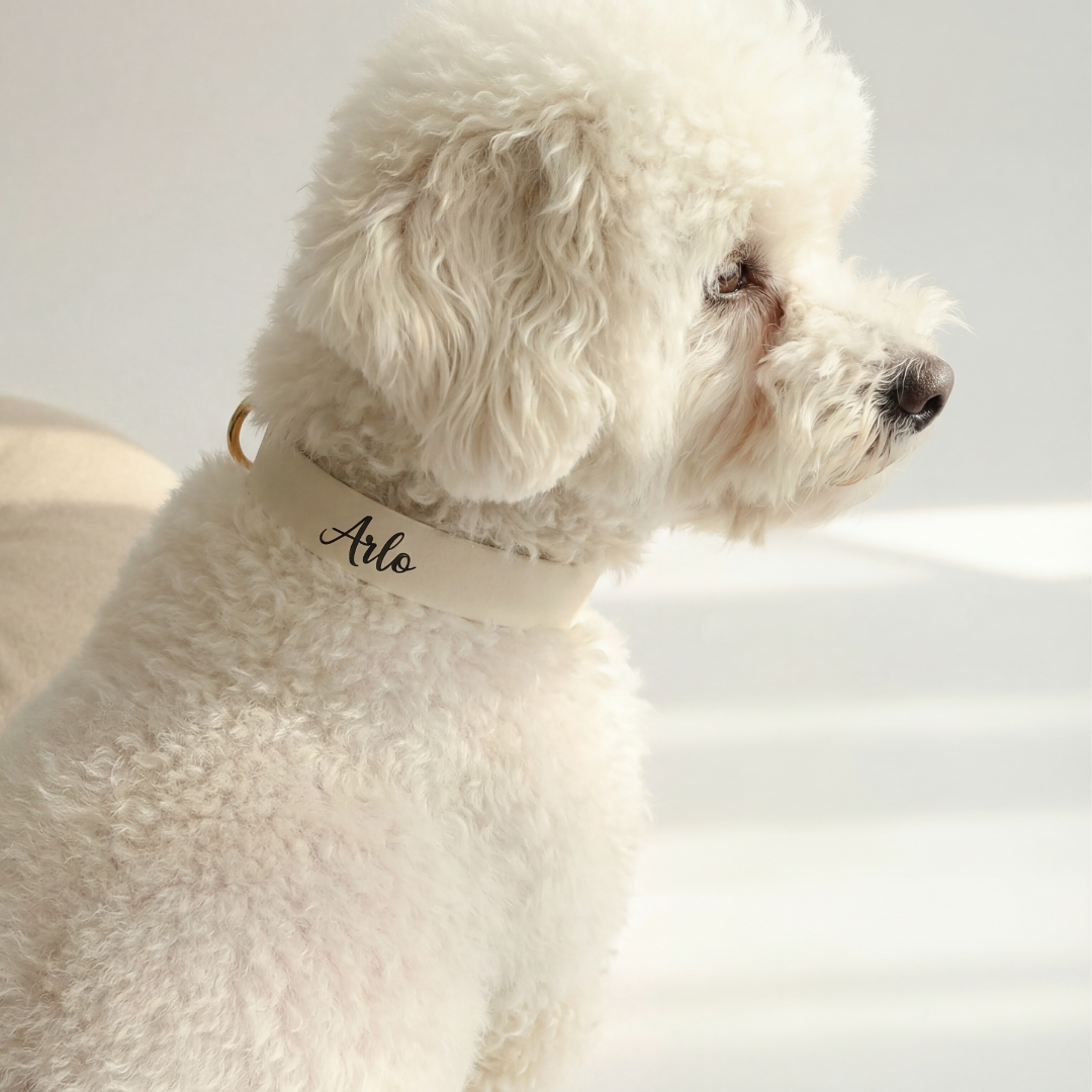 Waterproof Collar ─ Crème