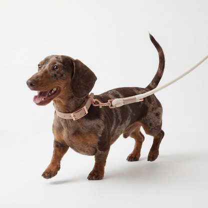 Paracord Leash ─ Nude Elegance