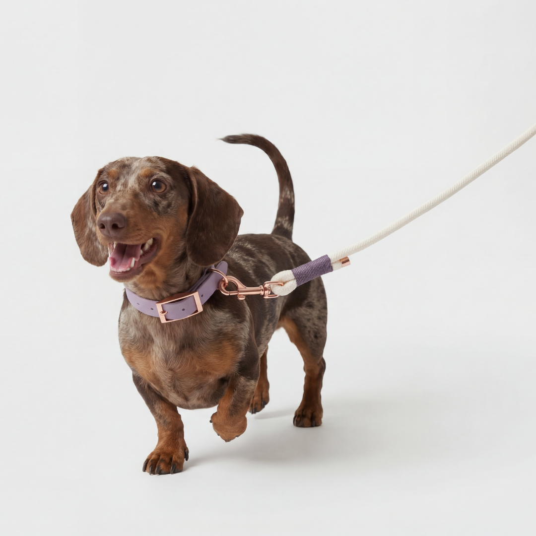 Paracord Leash ─ Plum Elegance