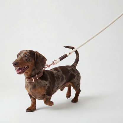 Paracord Leash ─ Earthy Elegance