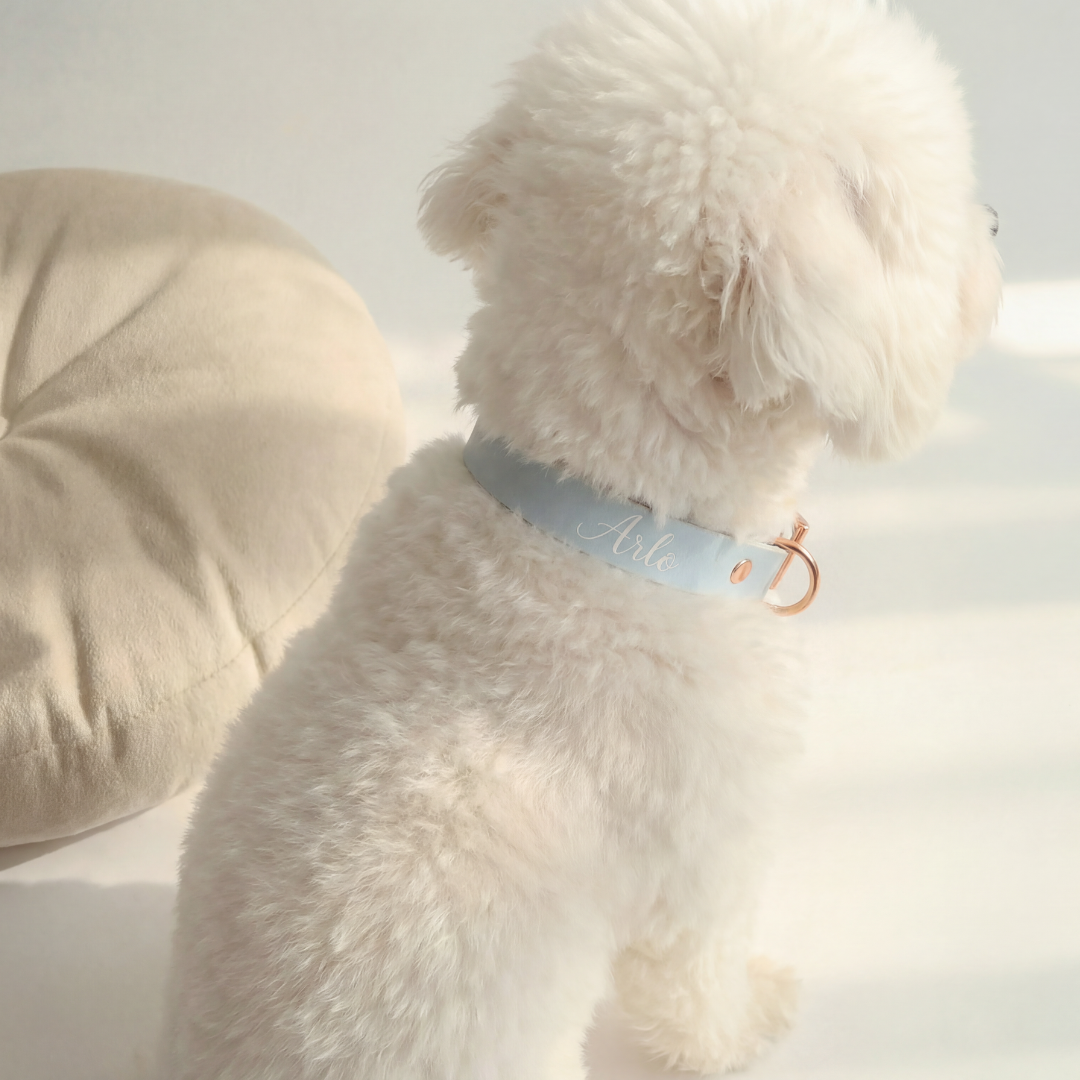 Waterproof Collar ─ Bluebell