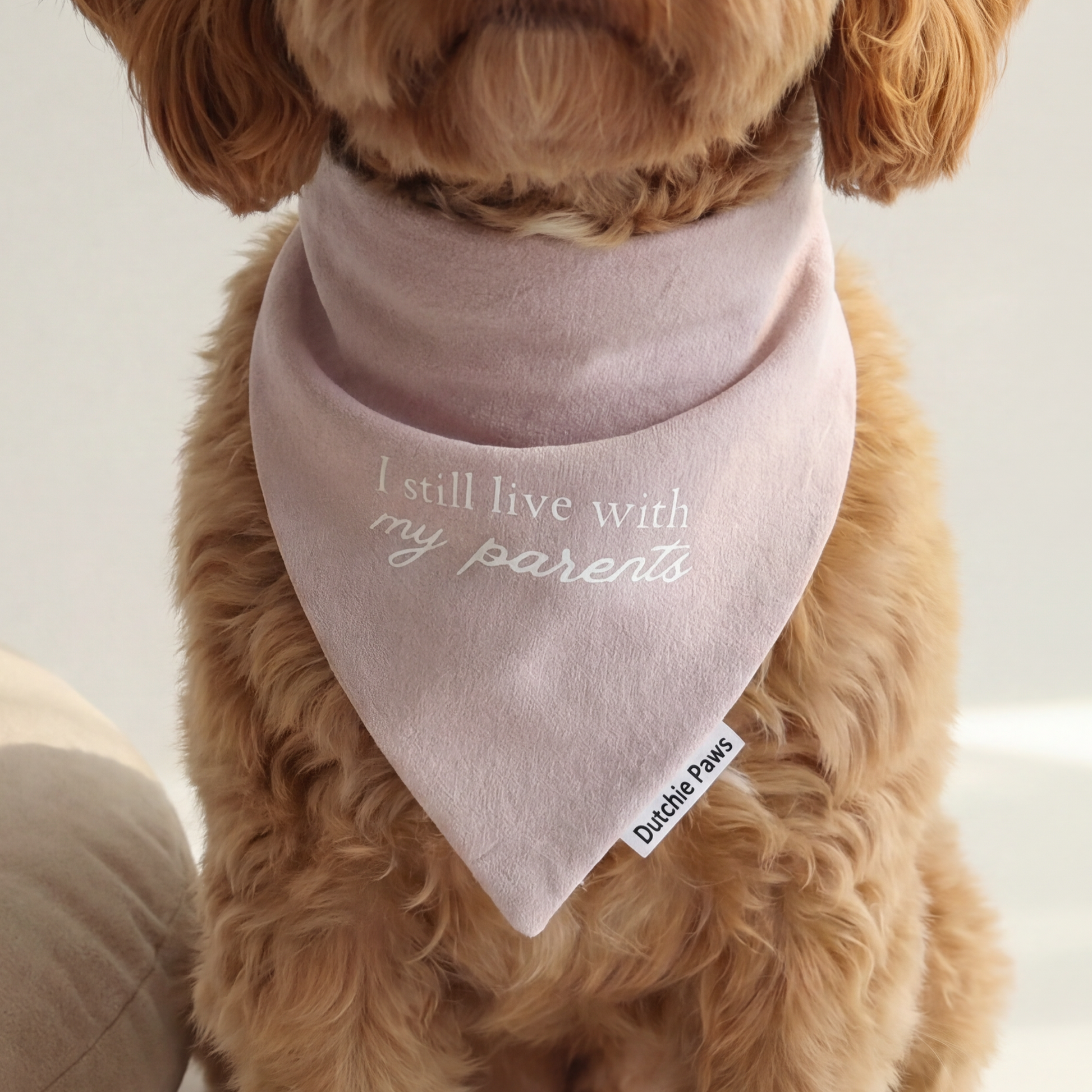 Small dog wearing a pink bandana with text, sitting on a white surface next to a beige pillow.