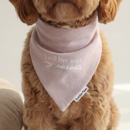 Small dog wearing a pink bandana with text, sitting on a white surface next to a beige pillow.