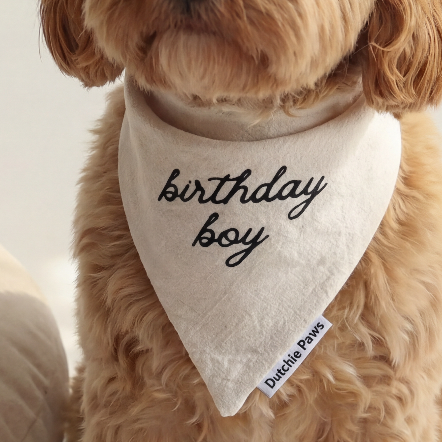 Dog wearing a 'birthday boy' bandana sitting on a white surface with a beige pillow.