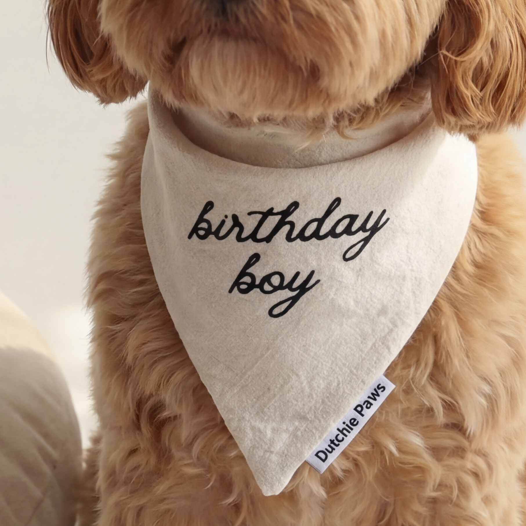 Dog wearing a 'birthday boy' bandana sitting on a white surface with a beige pillow.
