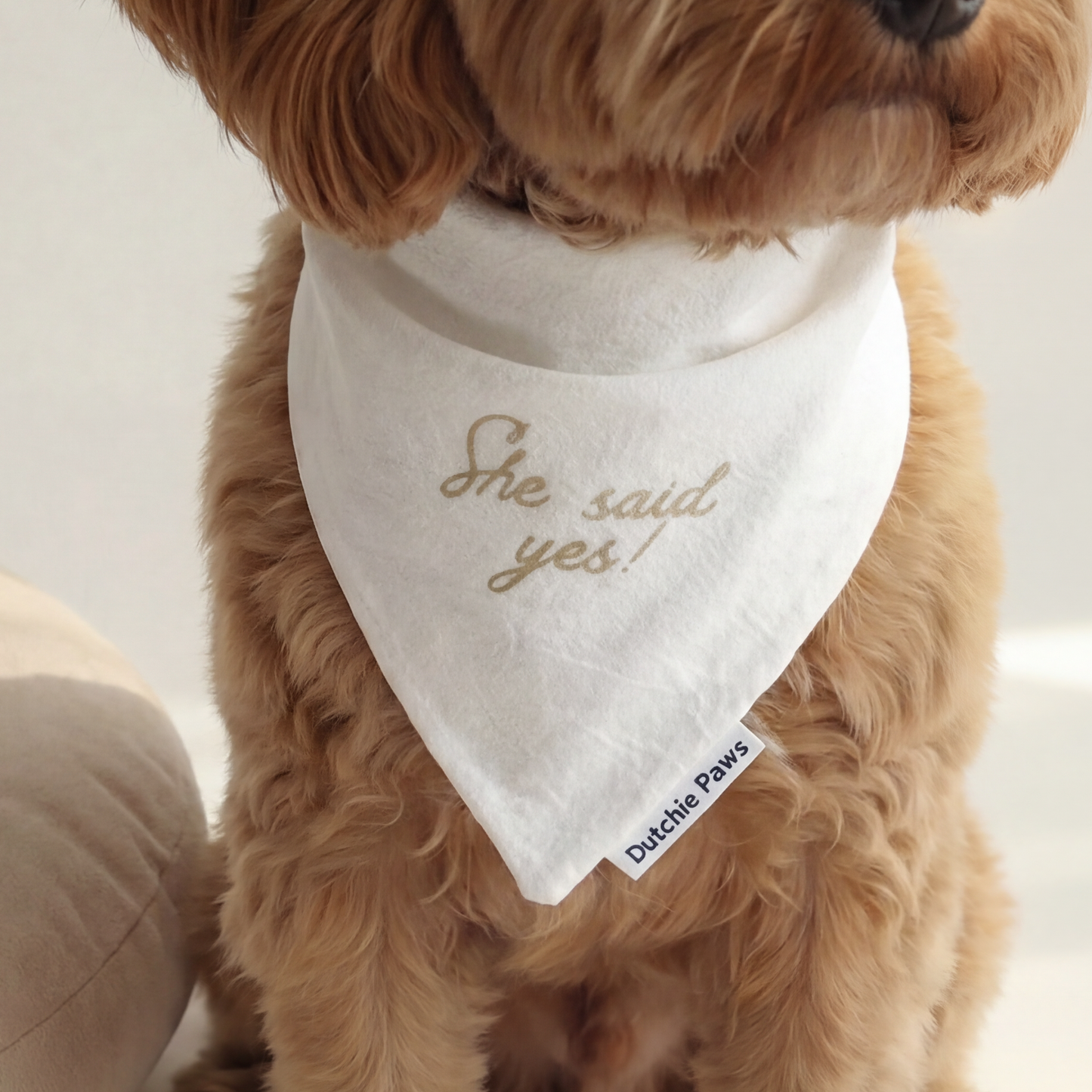 Dog wearing a bandana with text, standing next to a cushion on a light background