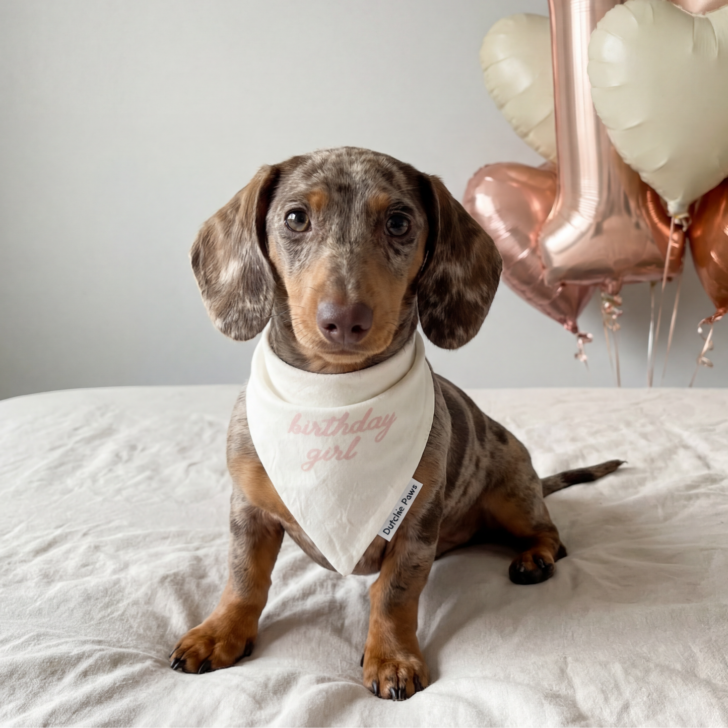 Dog sitting on a bed with heart-shaped balloons in the background